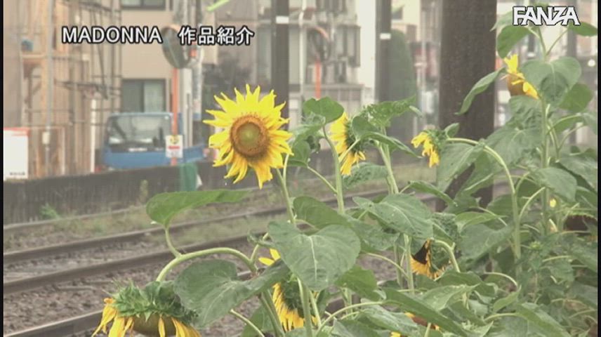 Yuri Honma Week ~ Two married sisters and a story about how they tackled the long, hot nights of a Tokyo summer! ~ JUL-268