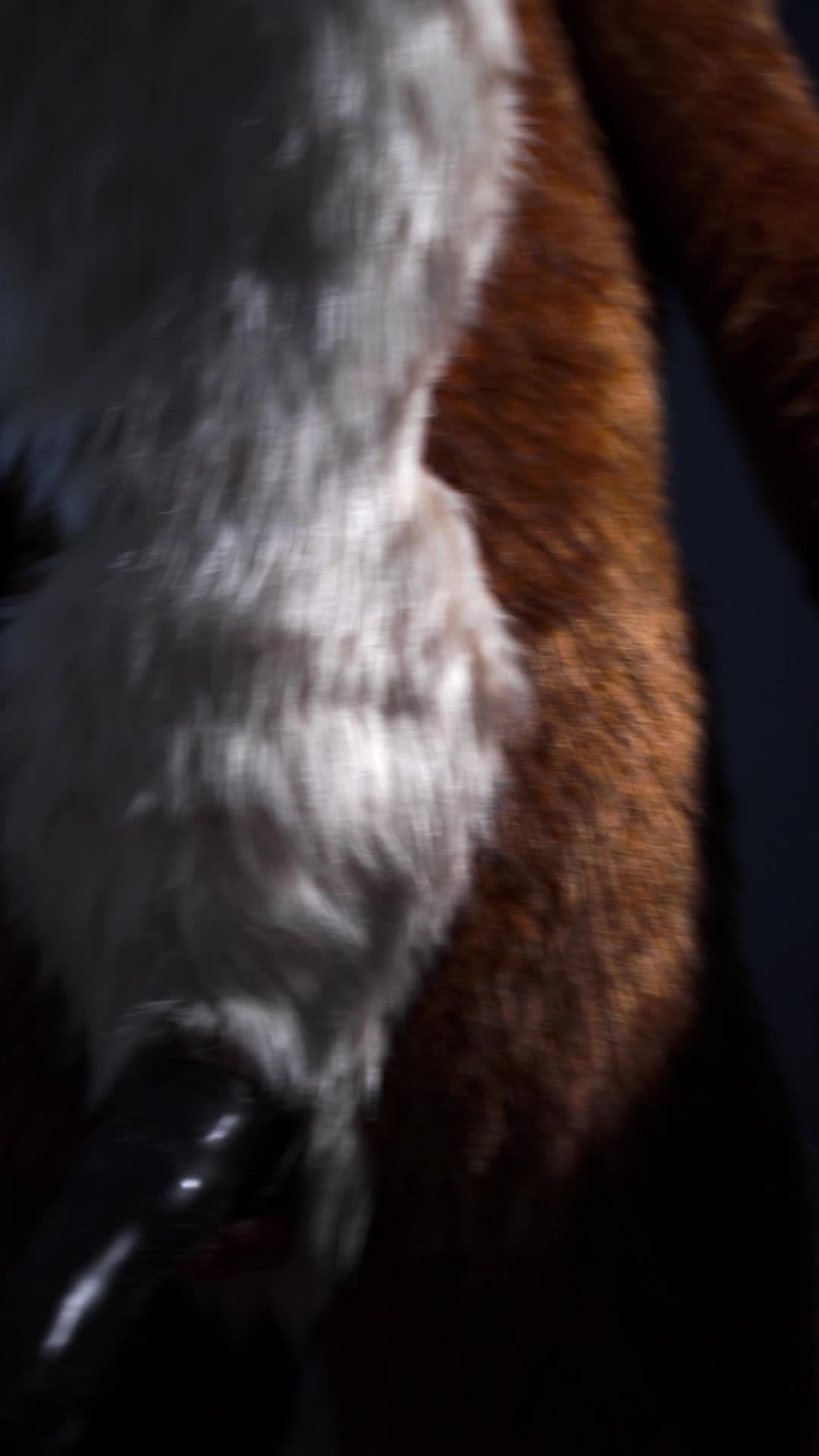 So I wore my canine sheath with my murrsuit