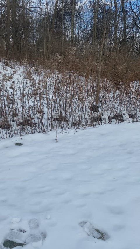 I present to you the timeless classic "Jingle Bells" played by the piercing orchestra in D cup [F]