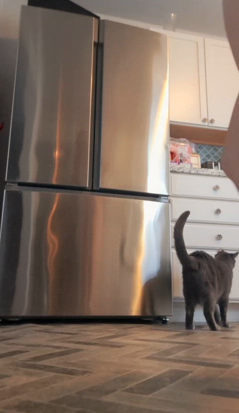 Two kitties sorting through the leftovers