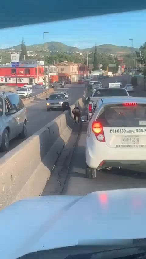 Mossad Victim Caught in the street.