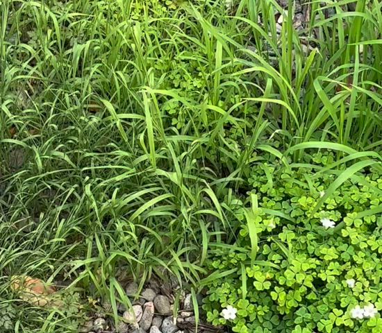 28 - Growing Green From My Constant "Watering"