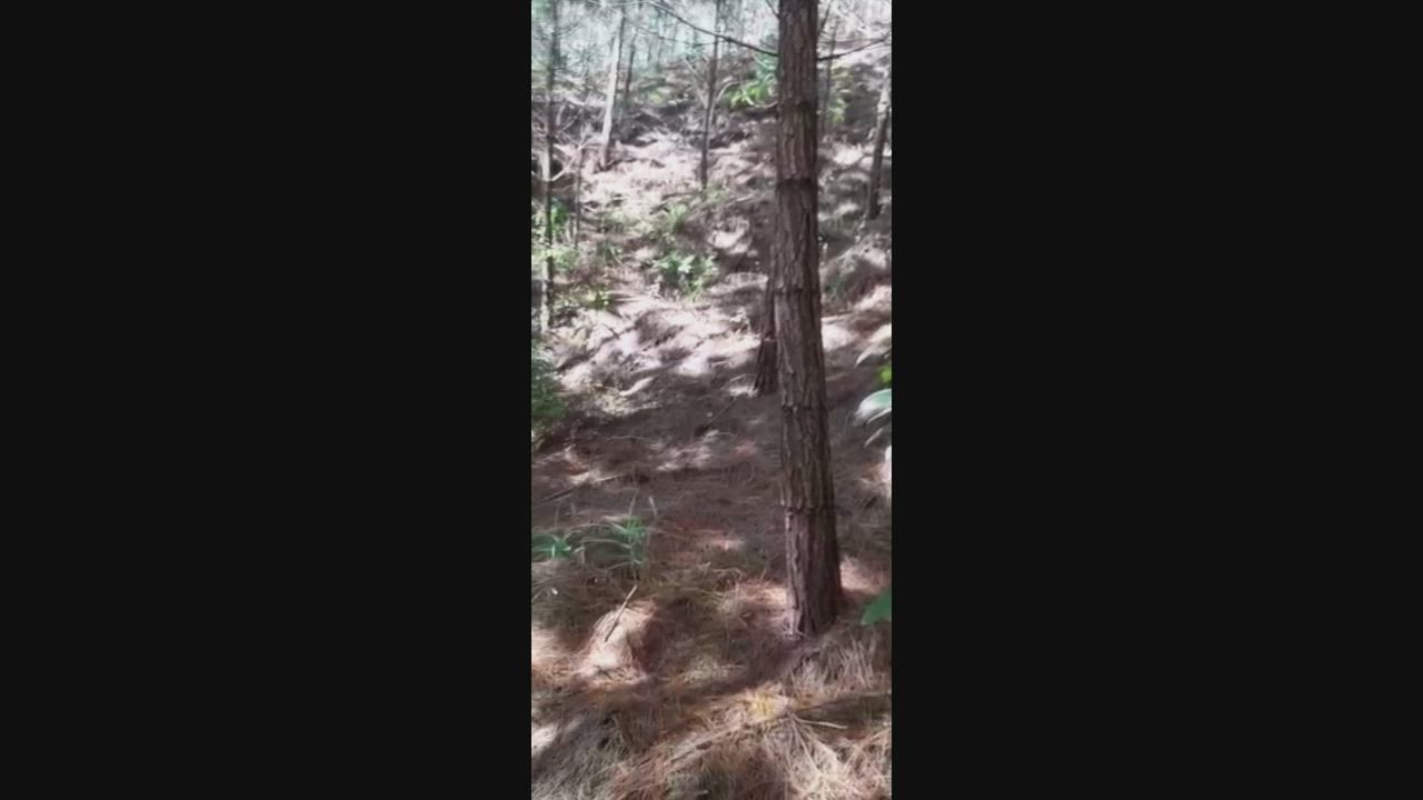 Blowjob Camgirl Ebony Interracial Outdoor Vertical Webcam Porn GIF by camsoda