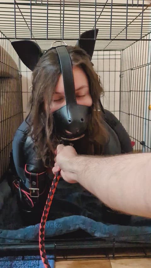 DigitalIdioticBordercollie thumbnail