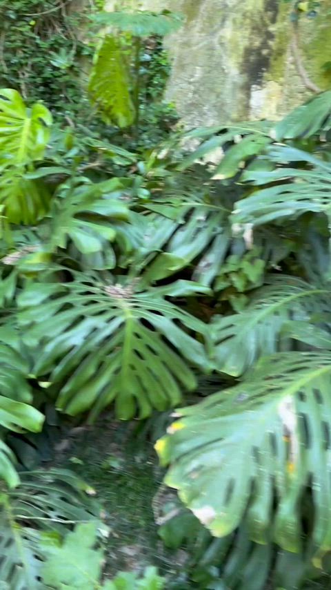 Come find me in a field of lush monsteras!