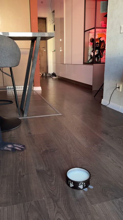 Master left me a plate full of his delicious milk