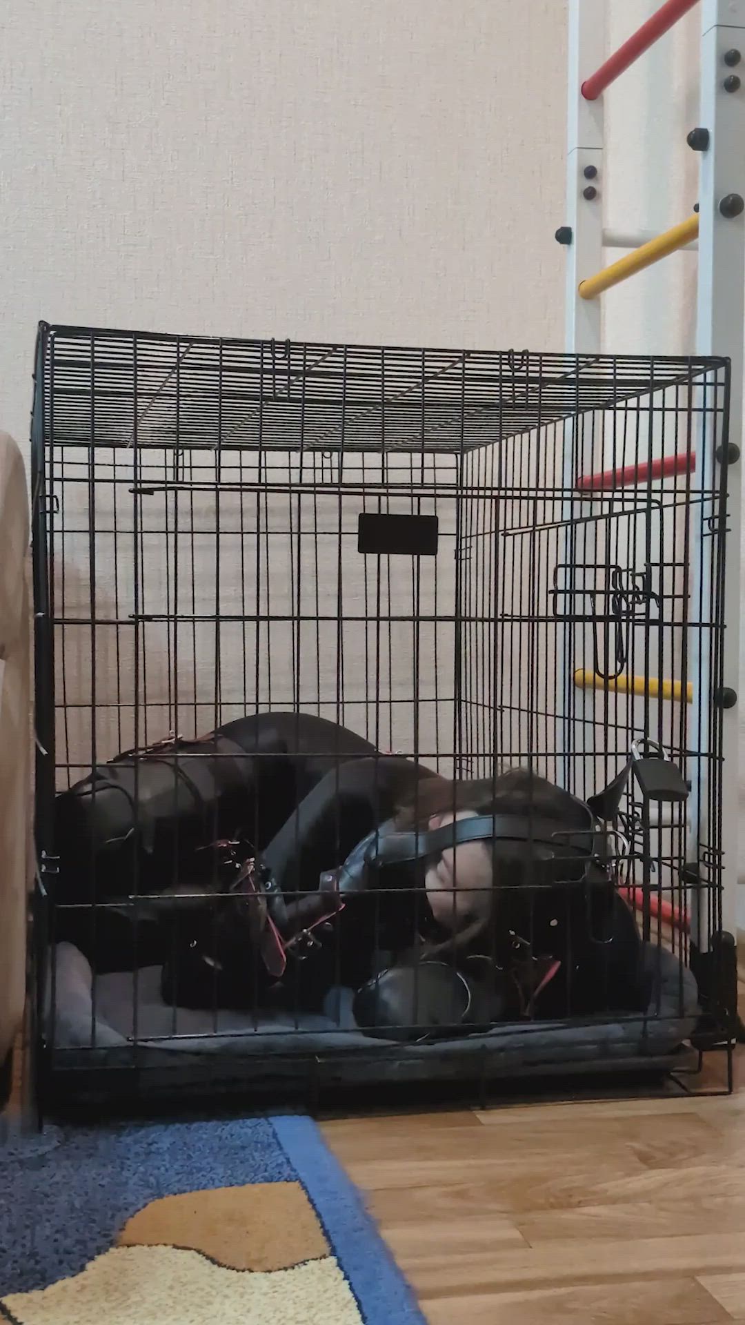 Puppygirl locked in her crate, lying there bored and waiting for her owner to let her out [F][OC]