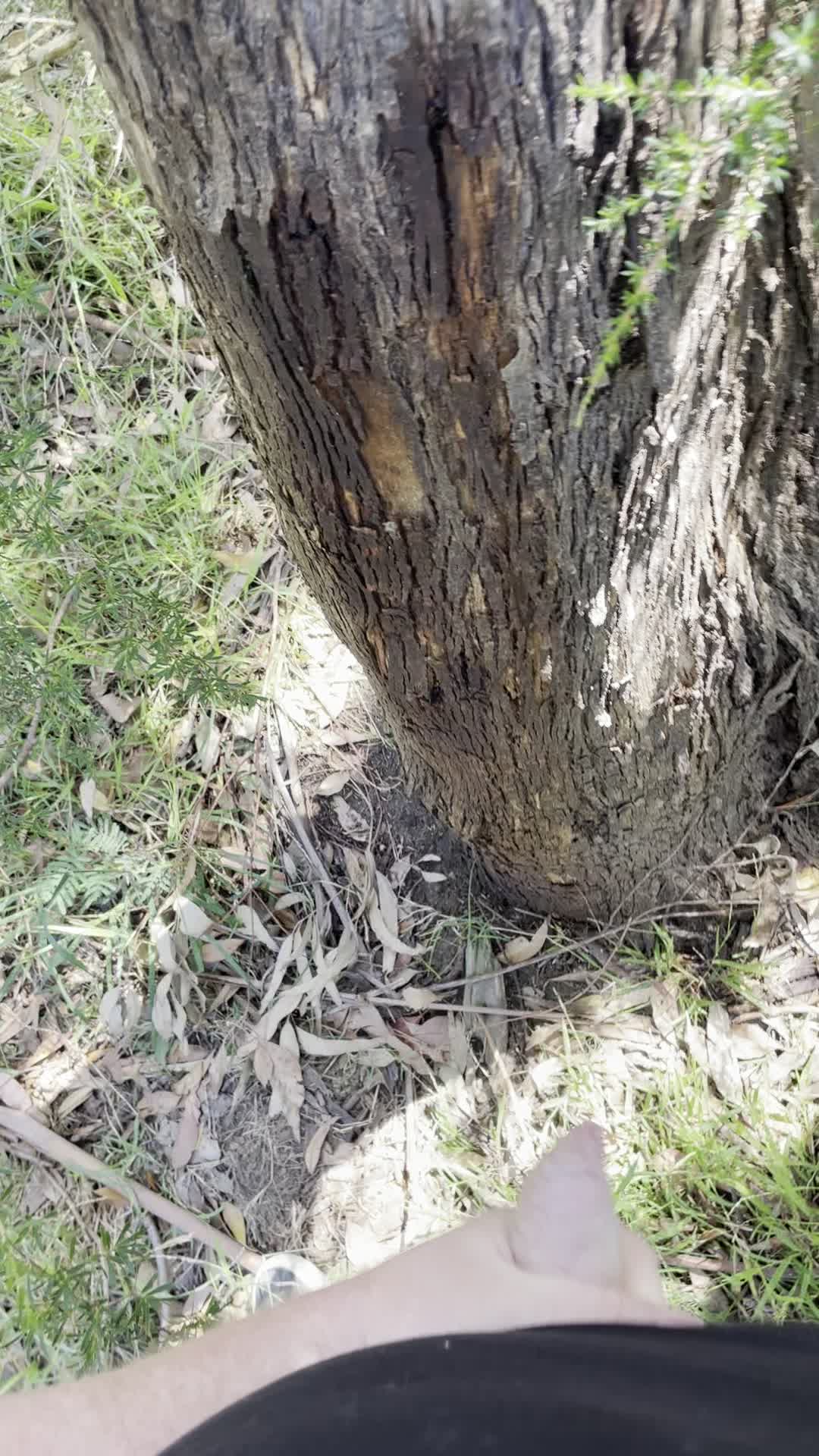Just planting my seed in the bush 😉