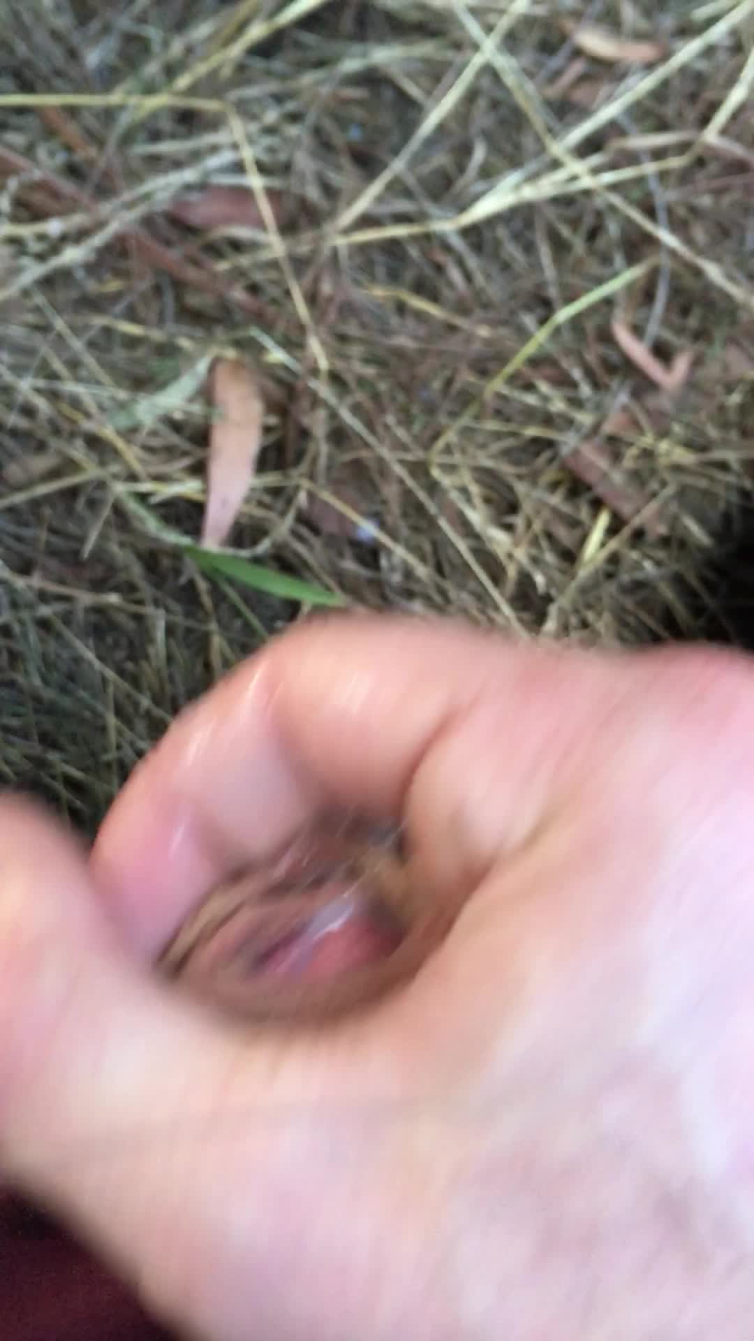 Cum in the bush