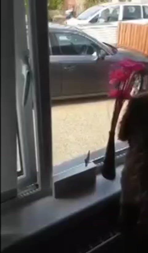 Amateur Blowjob British Caught Exhibitionism Exhibitionist Homemade Outdoor Public r/CaughtPublic Porn GIF by populardick