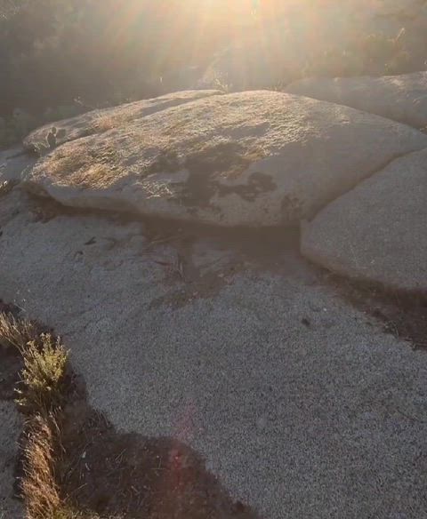 LeanQuintessentialArizonaalligatorlizard thumbnail