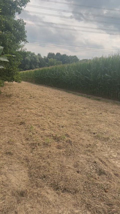Strawberry Farm Girl innocently exploring the fields 🍓🌽🤭