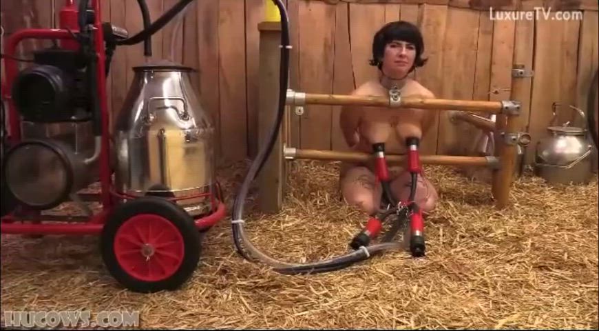 Humiliation Lactating Milk Milking Tits r/Hucow Porn GIF by user65719