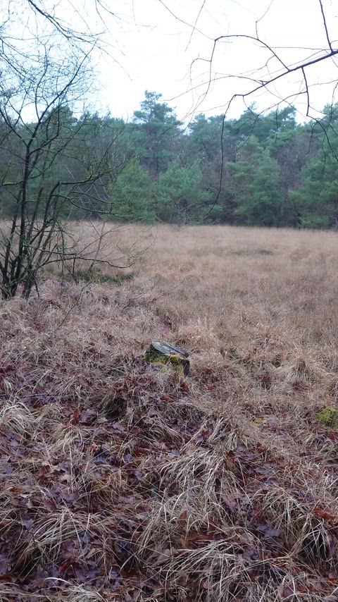 29 Straight. Thick Wood