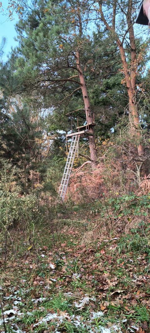 Climbed an abendoned hunting post in the forrest and made some poses