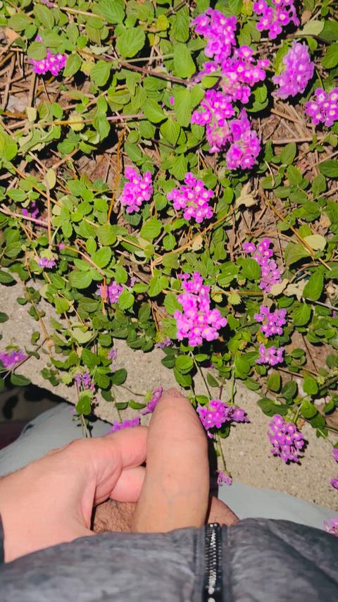Watering my Trailing Lantana