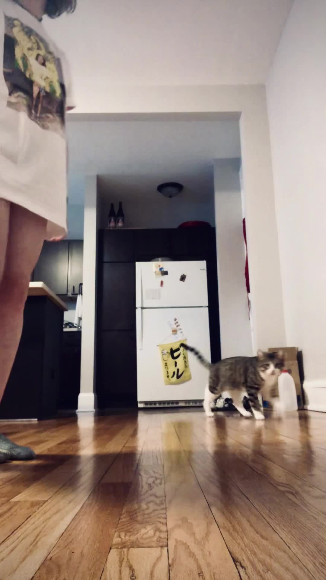 Kitty really wanted to join me in the fun 😸