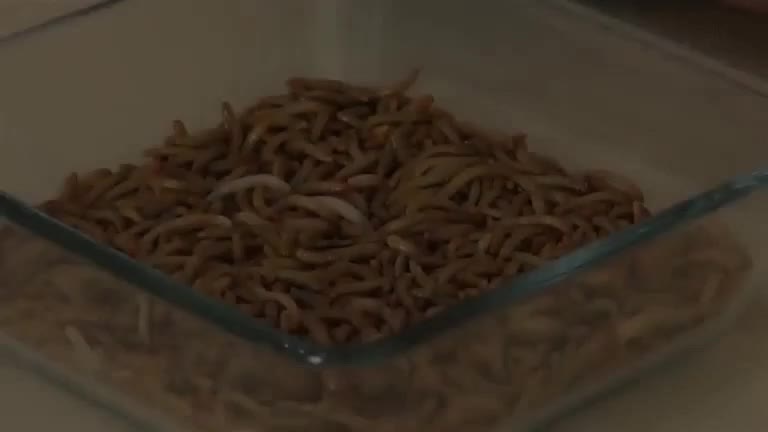 Fisting and worms. Why would anyone do this.