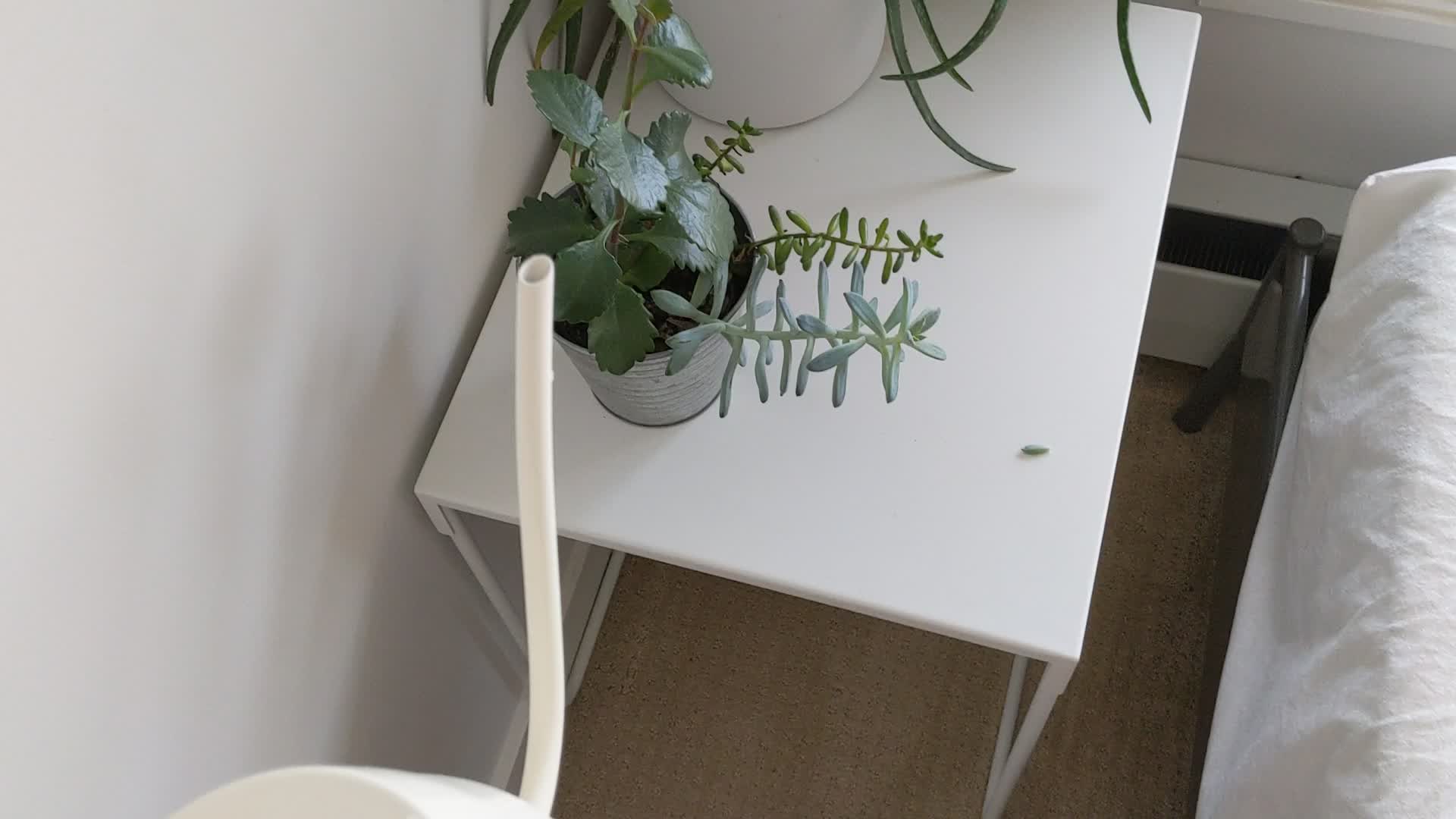 The plants need watering and so do I