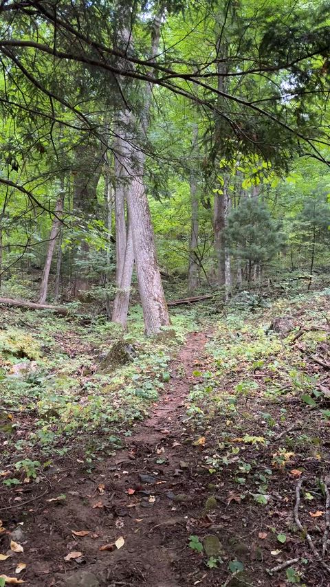 Let's play a game of chase through the woods!