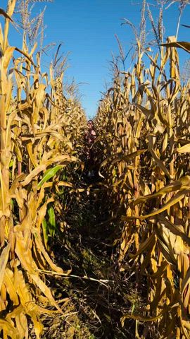 I found a cornfield near my village
