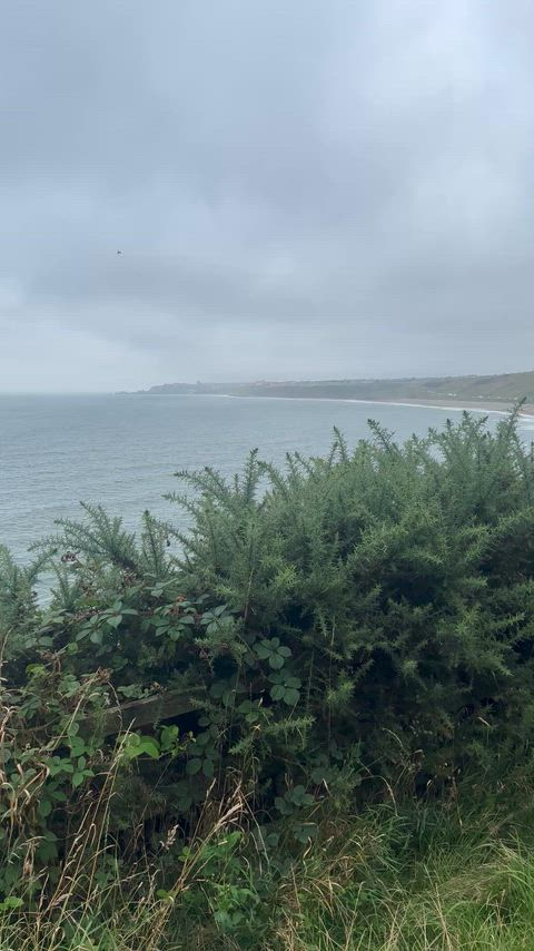 A pregnant public blowjob