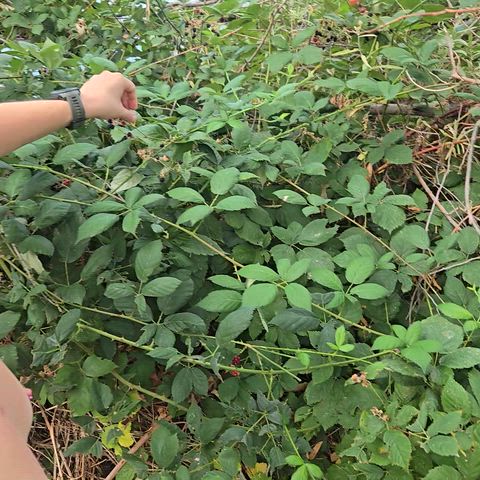 Help me pick berries