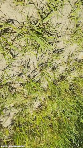 Amateur Ass Cum Cum On Ass Outdoor Real Couple Porn GIF by duromami