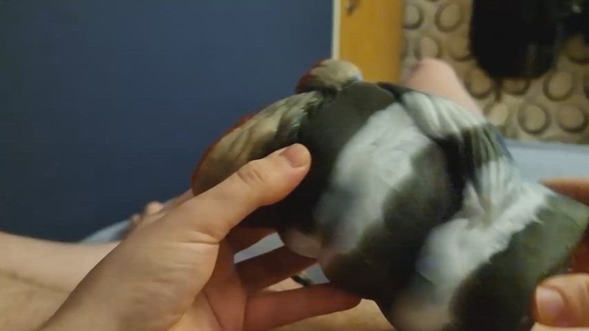 Took Zecora for a Ride