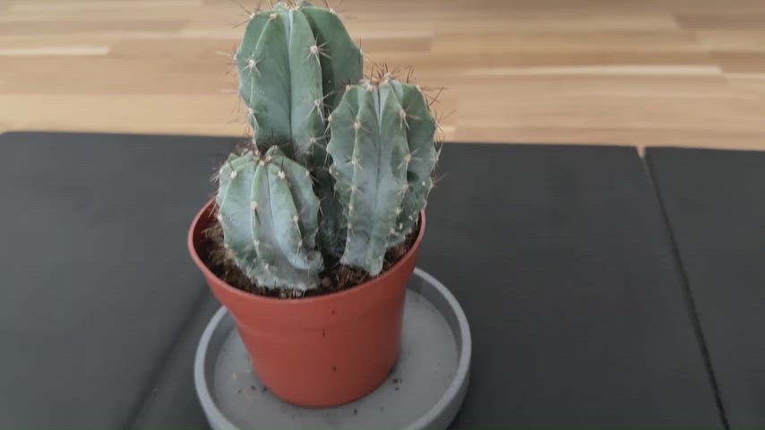 The exercise ends when I collapse.