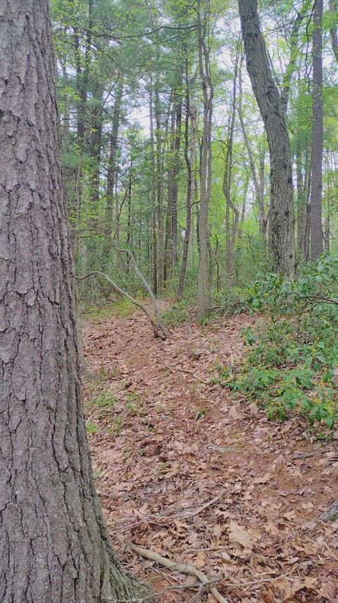 You stumble upon a petite wood milf in her natural habitat