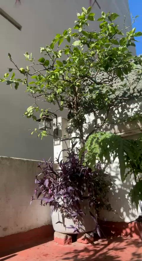 The flowers really needed some water