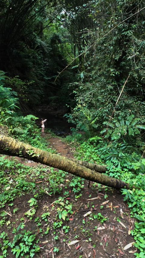 Do you think the forest minds a view like this?