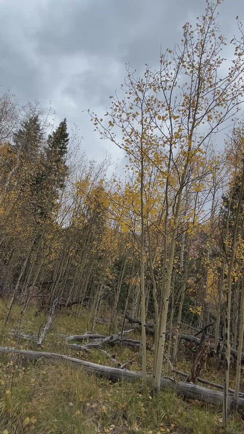 Just a guy and some yellow leaves