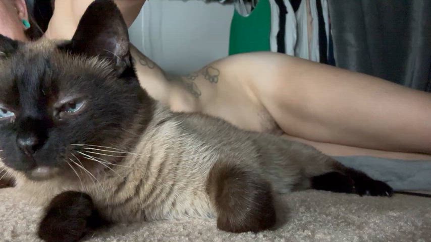 Soft Kitty, warm Kitty